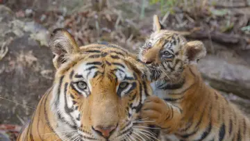 Backdrop to the movie "Tiger" #442906