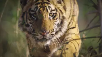 Backdrop to the movie "Tiger" #442908