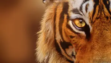 Backdrop to the movie "Tigers on the Rise" #1077543