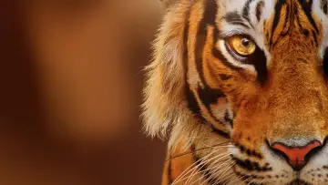 Backdrop to the movie "Tigers on the Rise" #1077545