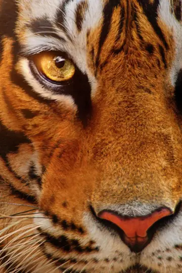 Poster to the movie "Tigers on the Rise" #1077553