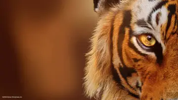 Backdrop to the movie "Tigers on the Rise" #463672