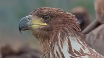 Backdrop to the movie "The World of Birds of Prey – Right to Survival" #1070810