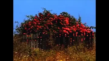 Backdrop to the movie "Untitled #9: Nor All Flowers of Foul" #460446