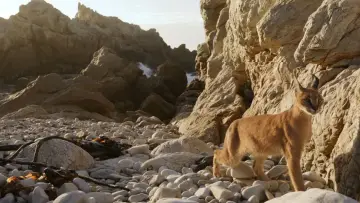 Backdrop to the movie "Caracal: The Lone Cat Society" #1078471