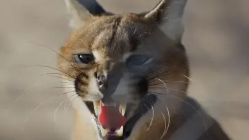 Backdrop to the movie "Caracal: The Lone Cat Society" #435615
