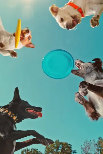 Poster to the movie "Inside the Mind of a Dog" #883156