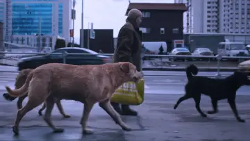 Backdrop to the movie "Dreaming Dogs" #448904