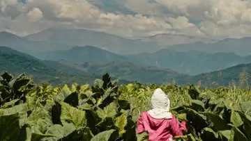 Backdrop to the movie "Wacay, mujeres del tabacal" #447345