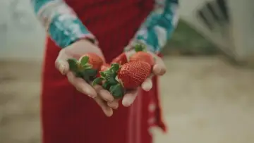Bittere Früchte - Ausbeutung in der Landwirtschaft poster