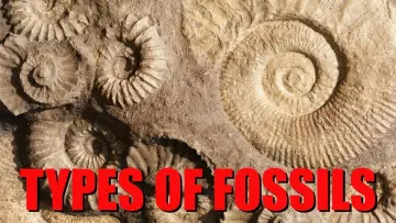 Backdrop to the movie "The Six Main Types of Fossilization Explained" #458621