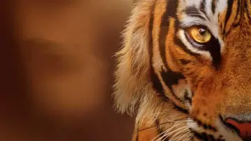 Tigres : Le Making of poster