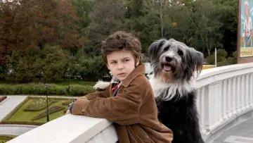 Backdrop to the movie "Everyone Dreams of a Dog" #469688