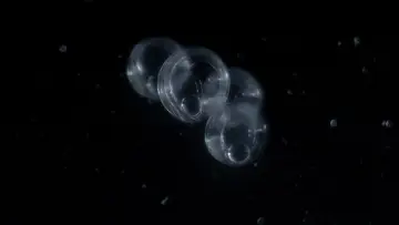 Backdrop to the movie "Hidden Dance of Eels" #487789