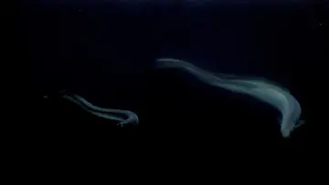 Backdrop to the movie "Hidden Dance of Eels" #487792