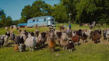 Backdrop to the movie "The Sheep Detectives" #813579