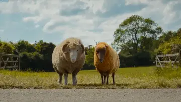 Backdrop to the movie "The Sheep Detectives" #813581