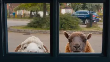 Backdrop to the movie "The Sheep Detectives" #813588