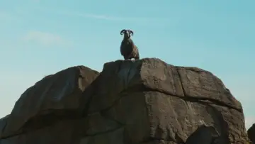 Backdrop to the movie "The Sheep Detectives" #958468