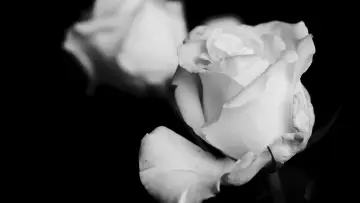 Backdrop to the movie "Petals of Doubt" #491659