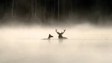 Backdrop to the movie "Whispers in the Woods" #534610