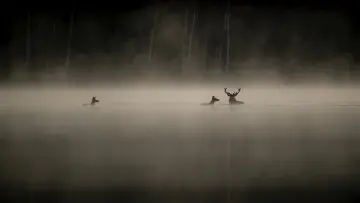 Backdrop to the movie "Whispers in the Woods" #534611
