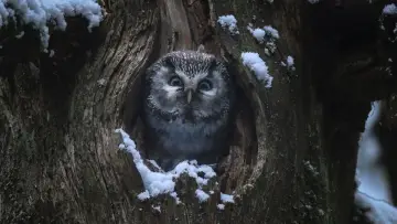 Backdrop to the movie "Whispers in the Woods" #534639