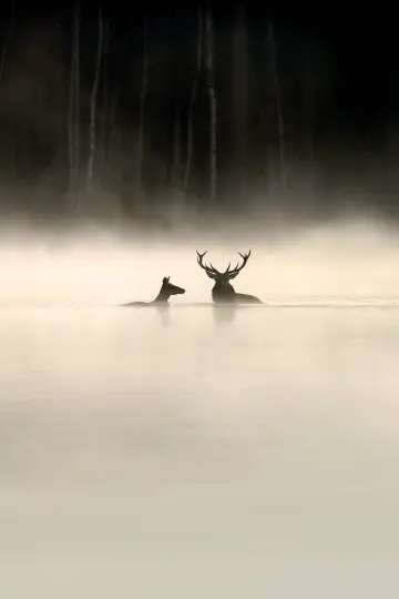 Whispers in the Woods