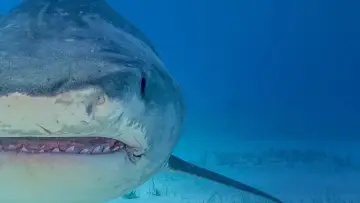 Backdrop to the movie "Supersized Sharks" #882368