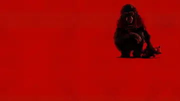 Backdrop to the movie "Primate" #828387
