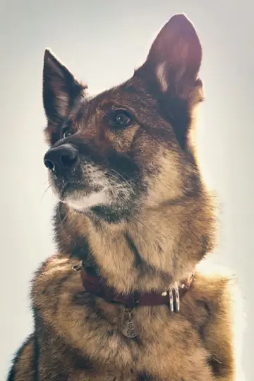 The Boy and the Dog