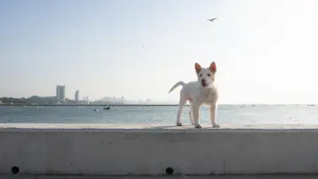 Backdrop to the movie "Gohan" #796480