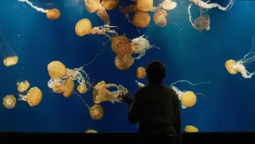 Backdrop to the movie "Remarkably Bright Creatures" #909488