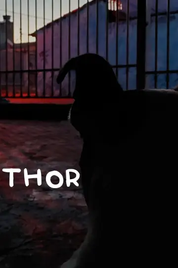 Poster to the movie "Thor" #736757