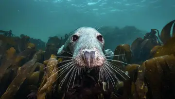 Backdrop to the movie "North Sea – Nature Untamed" #772989