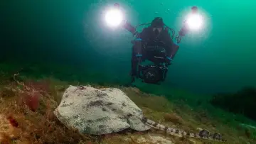 Backdrop to the movie "North Sea – Nature Untamed" #772991