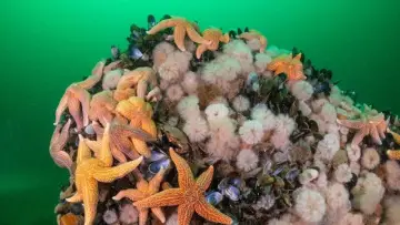 Backdrop to the movie "North Sea – Nature Untamed" #772992