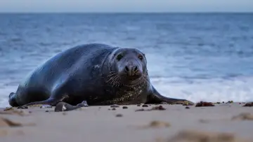 Backdrop to the movie "North Sea – Nature Untamed" #772993
