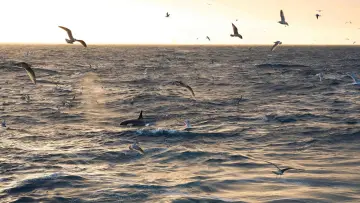 Backdrop to the movie "North Sea – Nature Untamed" #772995