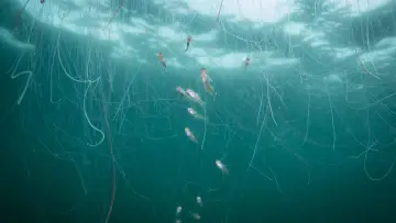 Backdrop to the movie "North Sea – Nature Untamed" #772997