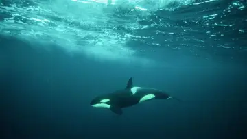 Backdrop to the movie "North Sea – Nature Untamed" #772998
