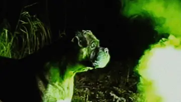 Backdrop to the movie "Bonkey: The Mutated" #1190818