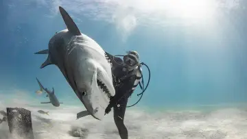 Backdrop to the movie "Tiger Shark Beach" #920315