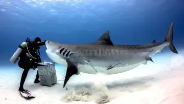 Backdrop to the movie "Tiger Shark Beach" #920316