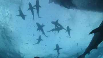 Backdrop to the movie "Tiger Shark Beach" #920318