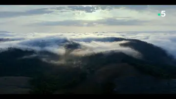 Backdrop to the movie "Ivohiboro, The Lost Forest" #735894