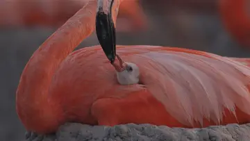Backdrop to the movie "Flamingos: Life After the Meteorite" #772278
