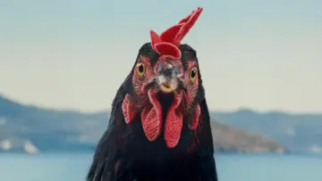 Backdrop to the movie "Hen" #536266