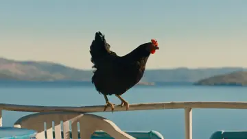 Backdrop to the movie "Hen" #796832