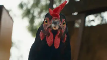 Backdrop to the movie "Hen" #796833